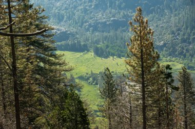 Yosemite Ulusal Parkı 'ndaki Tiltill Vadisi' ne bakıyorum.