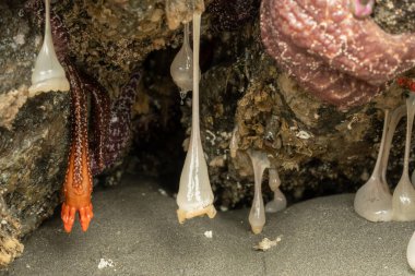 Plumose Anemone and Burrowing Sea Cucumber Hang From Ceiling Of Small Sea Cave along Oregon shore clipart