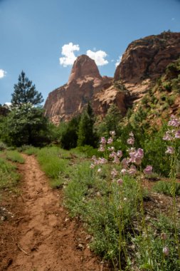 Pembe Penstemon Çiçekleri Zion Ulusal Parkı 'ndaki La Verkin Deresi Patikası boyunca