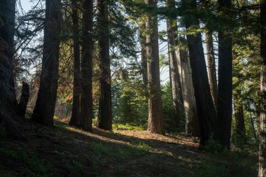 Yosemite 'de Bir Ormanın Sınırında Gölge Parlak Işığa Dönüyor