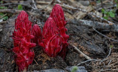 Yosemite 'deki Sierra arazisinden kar santralleri fırladı