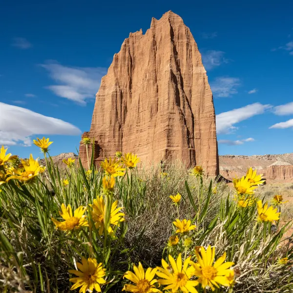 Temple Of The Sun Rises Over Sun Flowers in Capitol Reef National Park