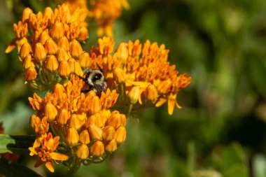 Arı Tozlaşıyor Kelebek Samanotu Zion 'da Çiçek açıyor