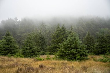 Sis, Redwood Ulusal Parkı 'ndaki Çam Ormanı' nın kıyısında duruyor.