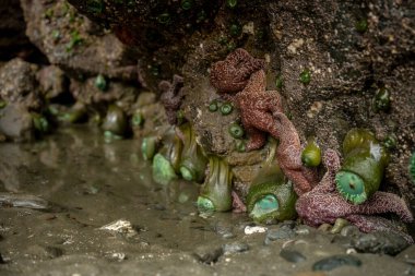 Yeşil Deniz Amonları Oregon Sahili 'nde Düşük Gelgitte Ağırlıklarının Altında Düşerler