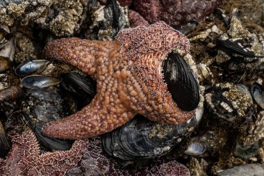Ochre Sea Star, Oregon sahilindeki düşük dalgada midye kabuğunu sarıyor.