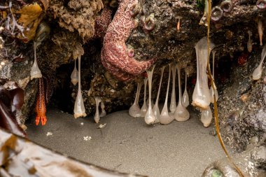 Ochre Sea Star Clings To Rock Over Plumose Anemone and Burrowing Sea Cucumber At Low Tide on the Oregon Coast clipart