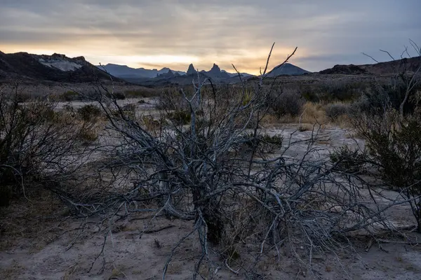 Tangle Dried Bushes Mule Ears Distance Big Bend — Stock Photo, Image
