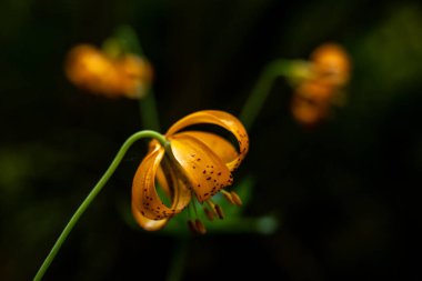 Kaplan zambağı yapraklarını fotokopi aletiyle kapat