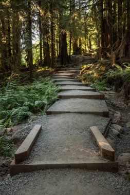 Olimpiyat Ulusal Parkı 'ndaki Sol Duc Trailhead' in park alanına kadar kademeli merdivenler tırmandı