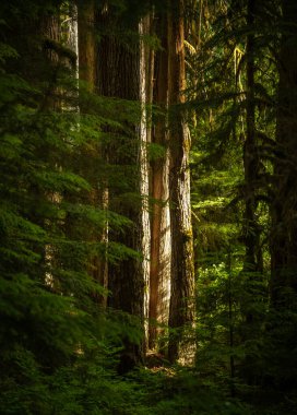 Olimpiyat Ulusal Parkı 'nda Çam Korusu Ilık Güneş Işığında Parlıyor