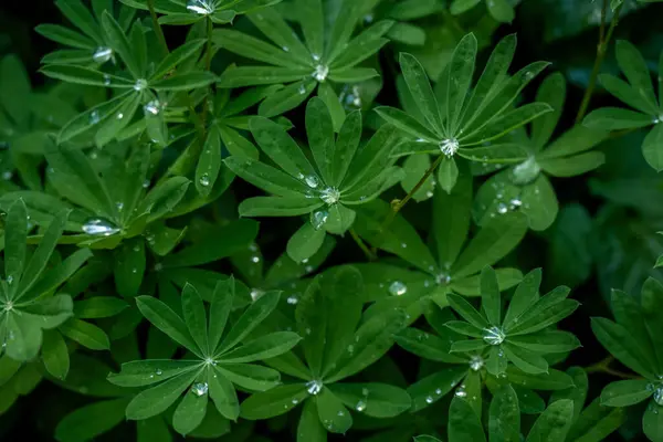 Lupine Leaves Catch Drops Of Water After Rain in Washington meadow