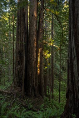 Güneş Işığı Yaması Yazın Kızılağaç Ağacına Odaklanıyor