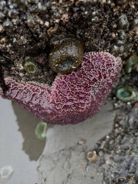 Mor Deniz Yıldızı, Oregon Sahili 'ndeki Low Tide' da Rock Yapıyor