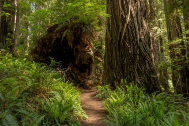 Redwood Ulusal Parkı 'ndaki başka bir dev kızılağacın yanında devrilmiş sekoya ağacının kökleri dinleniyor.