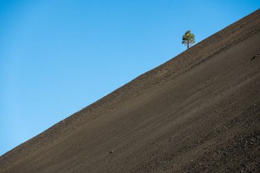 Lassen Volkanik Dağının Dik Yamacında Tek Ağaç Büyür