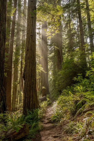 stock image Sunburst Shines Around Giant Redwood Tree in Summer