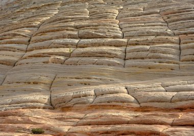 Zion Ulusal Parkı 'nda Checkerboard Mesa' nın yüzeyi