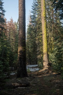 Yosemite 'deki Gibson Dağı' ndaki Çam Ağaçları 'ndan Kesilen Yol