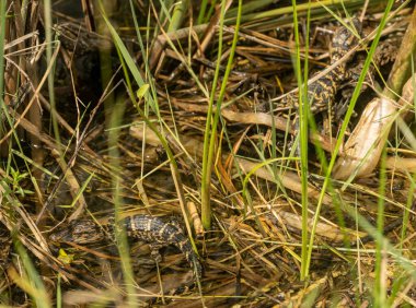 Everglades Ulusal Parkı 'nın Uzun Çimlerinde İki Yavru Timsah Saklanıyor