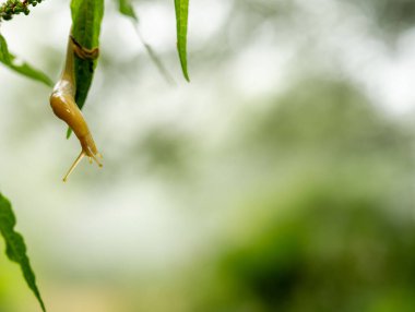 Muz Salyangozu Yaprak 'ın Ötesine Uzaya Uzanıyor
