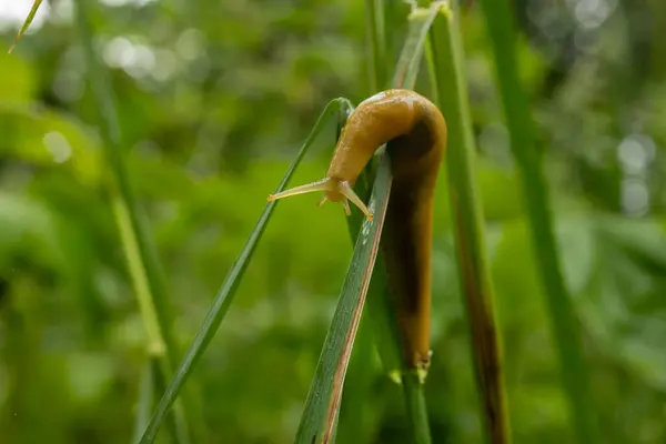 Banana Slug Crawls Tip Bending Blade Grass Redwood National Park — Stock Photo, Image