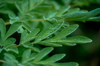 Olimpiyat Ulusal Parkı 'nda Yeşil Yapraklardaki Damlaların Narin Damlaları