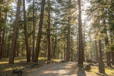 Kirli yol Lassen Volkanik 'teki Butte Gölü' ne çıkıyor.