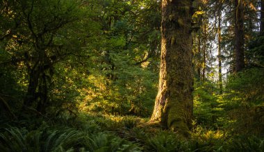 Altın Işık, Olimpiyat Ulusal Parkı 'nda eğreltiotlarıyla çevrili yosunlu bagajın arkasını ısıtıyor.