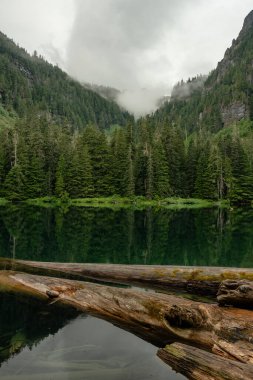 Rainier Dağı Ulusal Parkı 'nda Sisli bir günde Büyük Kütükler Yeşil Göl' de yüzüyor