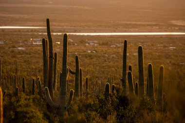 Saguaro 'nun Siluetleri Saguaro Ulusal Parkı' ndaki Evlere Bakıyor