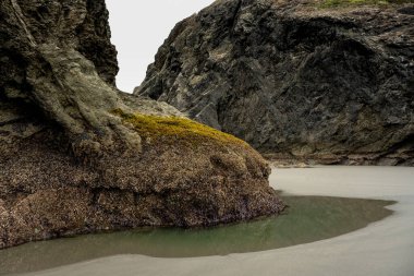 Oregon kıyısındaki deniz tabanındaki küçük tuzlu su birikintisi.