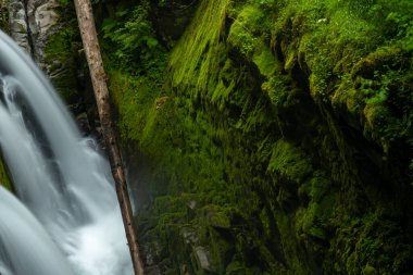 Bright Green Wall Opposite Of Sol Duc Falls In Olympic National Park clipart