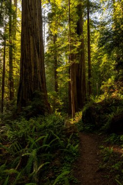 Redwood Ulusal Parkı 'ndaki Orman Zeminine Altın Işık Filtreleri