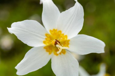 Rainier Dağı Ulusal Parkı 'nda bir çığ Lily' nin merkezine bakıyorum.