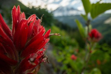 Rainier Dağı Milli Parkı 'nda İnce Örümcek Ağlı Yumuşak Boya Yaprakları