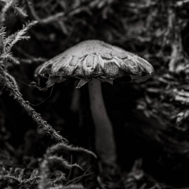 Olimpiyat Ormanı 'ndaki Karanlık Gölgeler' de Tek Mantar Büyüyor