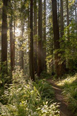 Kalın Orman 'ın içinden geçip Redwood Ulusal Parkı' nda bir patika açmak için ışık bacaları kırılıyor.