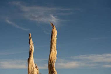 İki Kuru Ağaç Gövdesi Bryce Kanyonu 'nda Mavi Gökyüzüne Karşı Sabah Işığını Yakalıyor