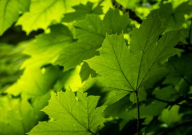 Arkaplan Yaprakları Rainier Dağı 'nda Büyür Düşün