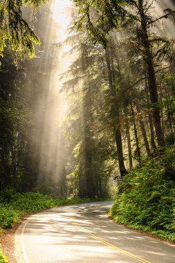 Belirgin Işık Yağmurları Redwood Ormanı 'ndan Redwood Ulusal Parkı' ndaki Yollara