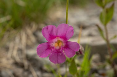 Penstemon yapraklarının içindeki bulanık doku Rainier Dağı 'nda çiçek açıyor.