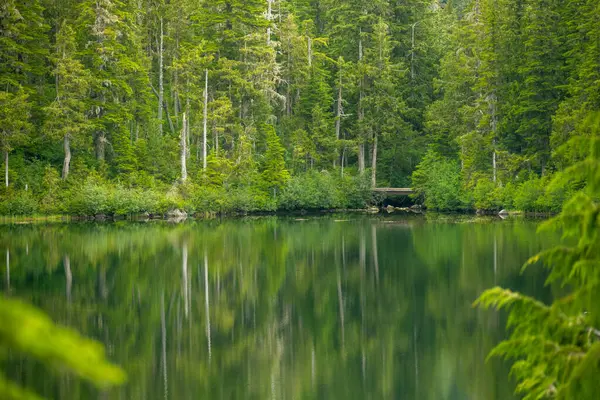 stock image Forest Surrounding The Outlet Of Deer Lake Reflects In Still Water in Olympic National Park