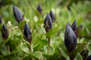 Dağ Bataklığı Gentianlarının Olağandışı Kara Tomurcukları Düşük Açı Görünümü Rainier Dağı 'nda