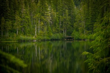 Çam ağaçları, Olimpiyat Ulusal Parkı 'ndaki Geyik Gölü' nün üzerindeki köprüyü çerçeveliyor.