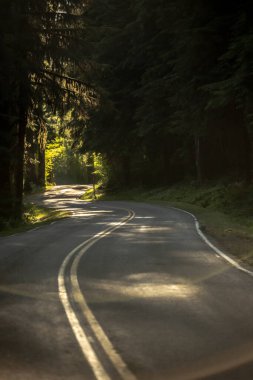 Oympic Ulusal Parkı 'nın Sol Duc Bölgesi' nden Yol ve İleri Kıvrımlı