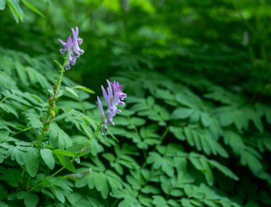 İzciler Olimpiyat Ulusal Parkı 'nda Çiçek Açtı