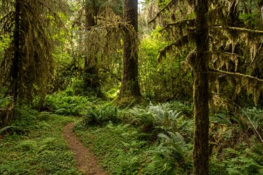 South Fork of the Hoh Winds through Magical Forest Light in Olympic National Park clipart