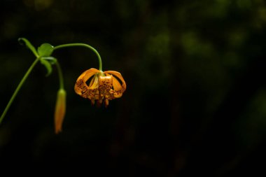 Tiger Lily Çiçeği Yazın Redwood Ulusal Parkı 'nda Başladı