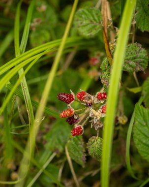 Tiny Red Berries Ripen on Plant in Redwood National Park clipart